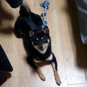 강아지분실실종 대구광역시 서구
