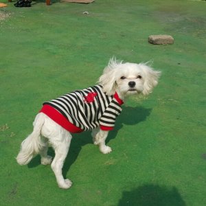 강아지분실실종 광주광역시 광산구