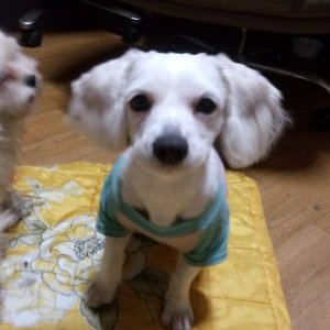 강아지분실실종 광주광역시 광산구