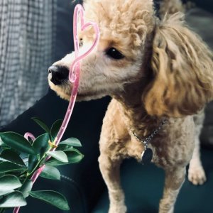 강아지분실실종 경기도 광주시