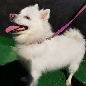 강아지분실실종 경기도 고양시 덕양구