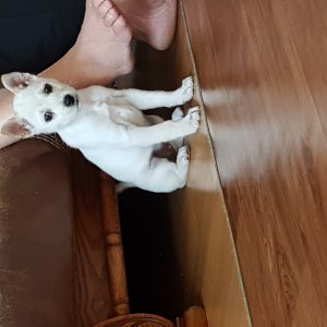 강아지분실실종 경기도 광명시