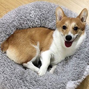 강아지분실실종 경상북도 경산시