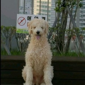 강아지분실실종 경상북도 구미시