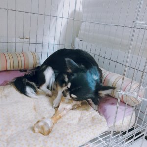 강아지분실실종 경기도 성남시 수정구