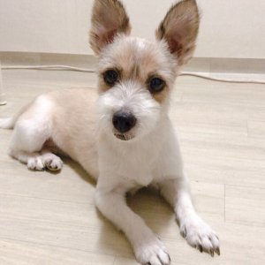 강아지분실실종 서울특별시 서초구