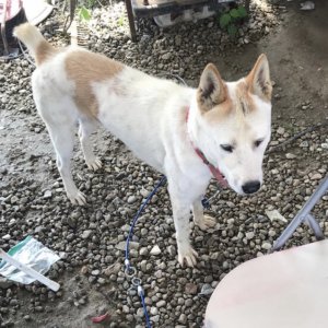 강아지분실실종 경기도 화성시