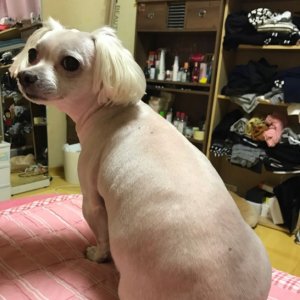 강아지분실실종 충청남도 보령시