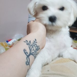 강아지분실실종 서울특별시 금천구