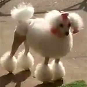 강아지분실실종 경기도 화성시
