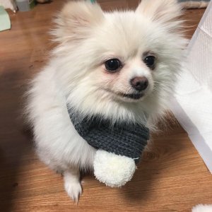 강아지분실실종 전라남도 강진군