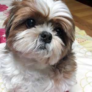 강아지분실실종 경기도 안산시 단원구