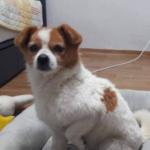 강아지분실실종 경기도 포천시