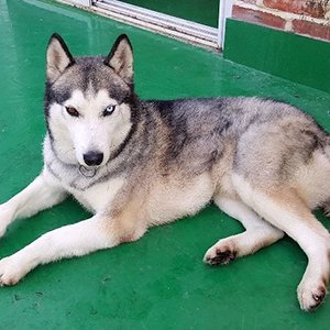 강아지분실실종 경기도 양평군