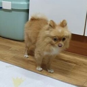 강아지분실실종 경기도 포천시