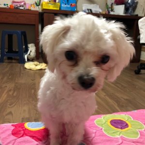 강아지분실실종 대구광역시 달성군