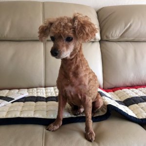 강아지분실실종 제주특별자치도 서귀포시