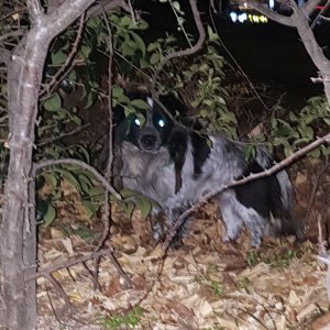 강아지 목격 콜리 부산광역시 연제구