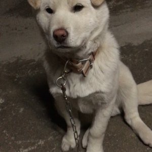 강아지를 찾습니다 강아지 전단지
