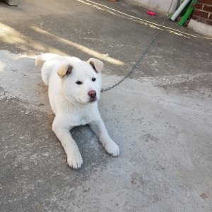 강아지분실실종 경기도 평택시