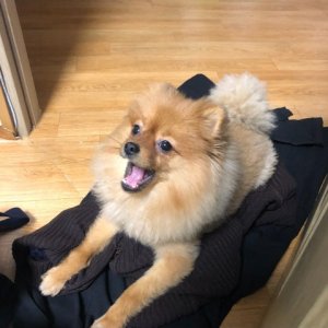 강아지분실실종 서울특별시 강서구