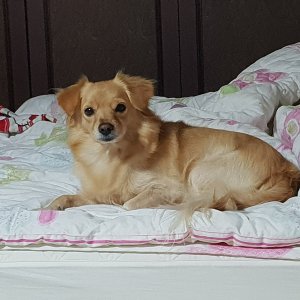 강아지분실실종 경상남도 창원시 진해구
