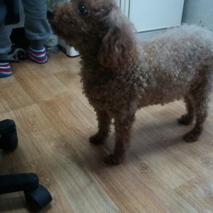 강아지분실실종 서울특별시 광진구