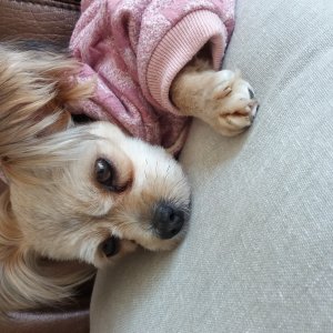 강아지분실실종 부산광역시 남구
