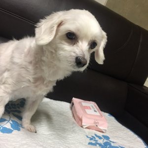 강아지분실실종 인천광역시 연수구