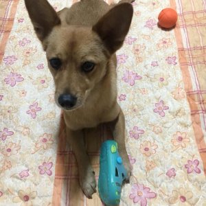 강아지분실실종 서울특별시 강북구