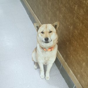 강아지분실실종 경기도 평택시
