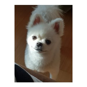 강아지분실실종 전라남도 완도군