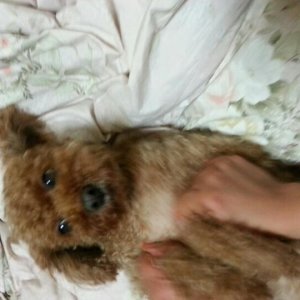 강아지분실실종 서울특별시 광진구