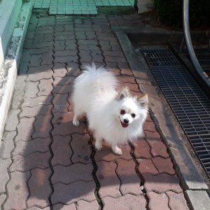 강아지분실실종 전라북도 완주군