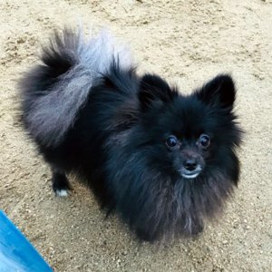 강아지분실실종 경기도 하남시