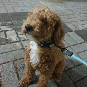 강아지분실실종 경기도 광주시