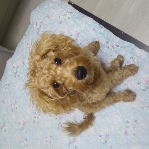 강아지분실실종 경기도 포천시