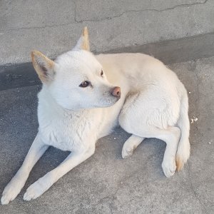 강아지분실실종 서울특별시 은평구