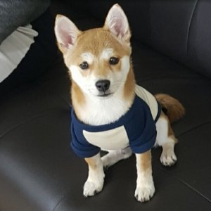 강아지분실실종 대구광역시 동구