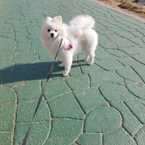 강아지분실실종 경기도 시흥시