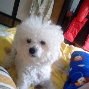강아지분실실종 광주광역시 북구