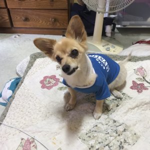 강아지분실실종 대구광역시 서구