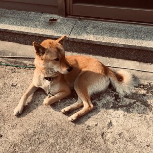 강아지분실실종 경상북도 봉화군
