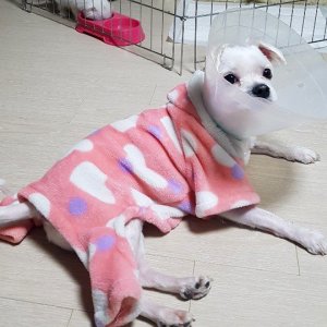 강아지분실실종 경기도 평택시