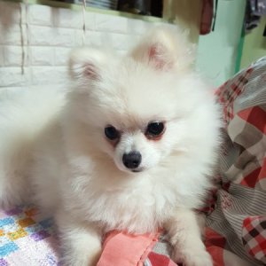 강아지분실실종 경기도 용인시 처인구