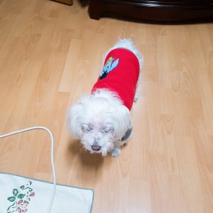 강아지분실실종 부산광역시 금정구