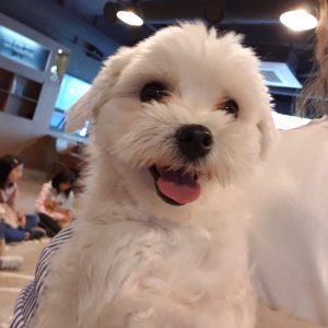 강아지분실실종 경기도 부천시 원미구