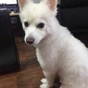 강아지분실실종 경기도 부천시 오정구