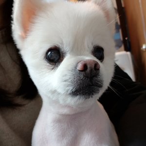 강아지분실실종 경기도 화성시