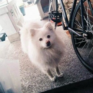 강아지분실실종 서울특별시 서초구